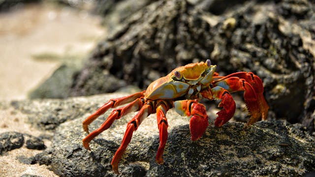 The Top Types of Freshwater Crabs for Your Aquarium
