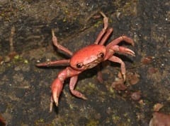 Beginner’s Guide to Understanding Gecarcinucoidea