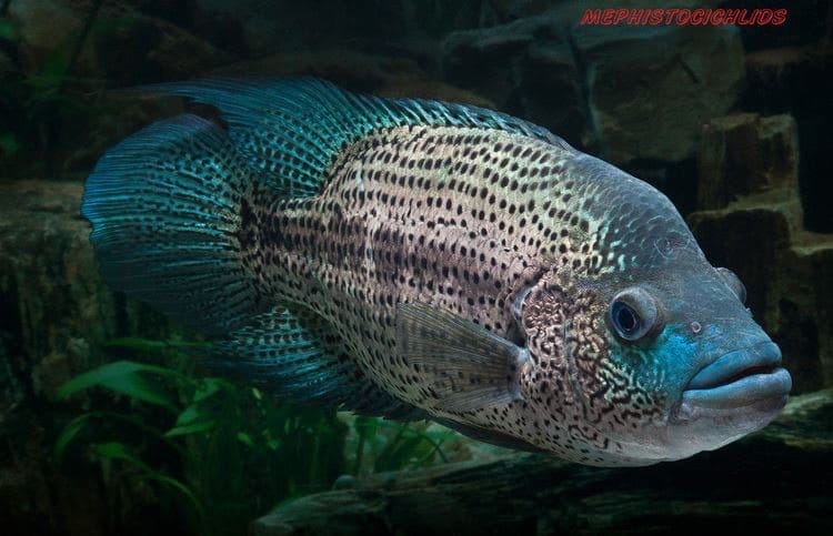 Wolf Cichlid Breeding 101: A Comprehensive Guide