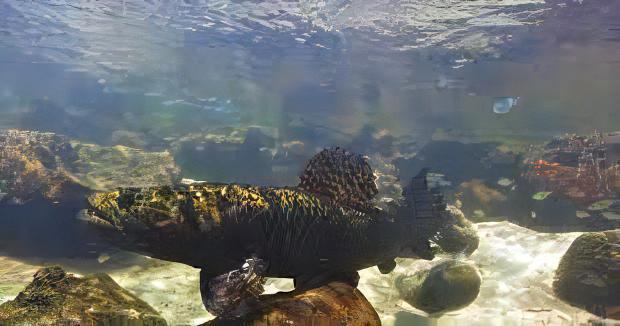 Discover the Beauty of Black Wolf Cichlid Fish