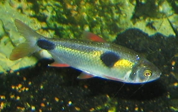 Keeping Bucktooth Tetra in Your Aquarium