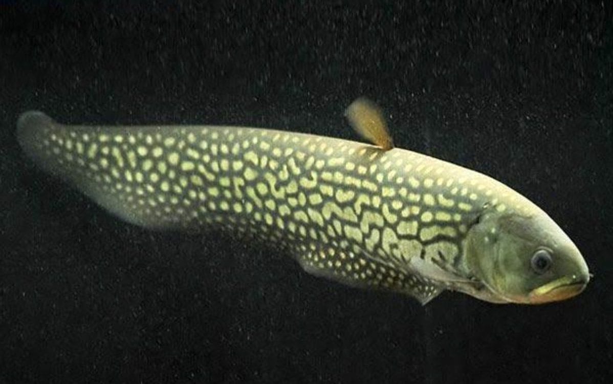 Exploring the Mysterious World of Afer Knife Fish