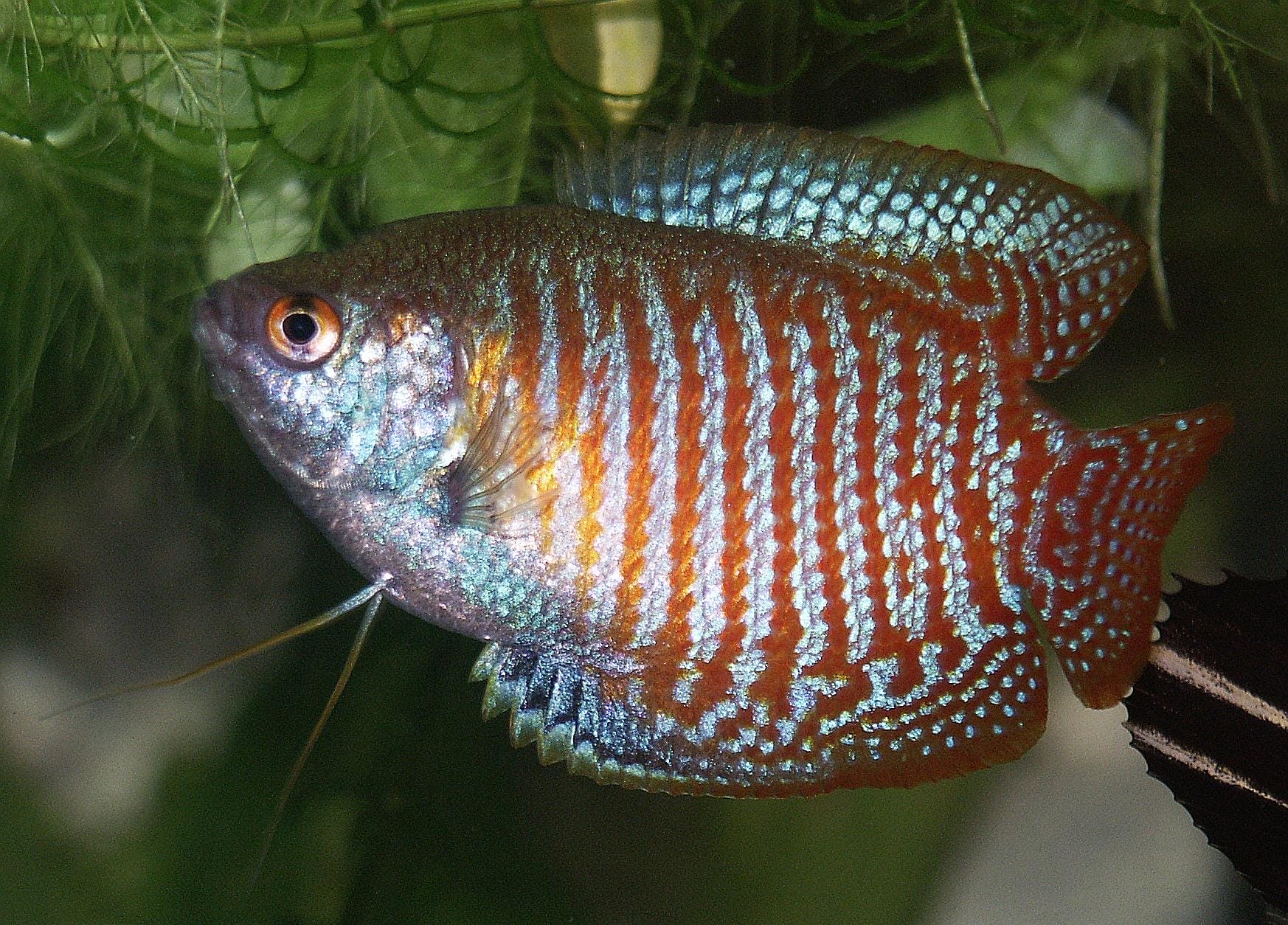Gourami Fish: A Comprehensive Guide