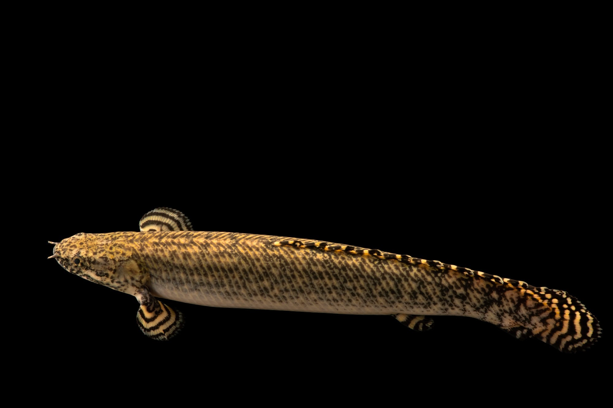 Polypterus Ornatipinnis: A Stunning Aquarium Species