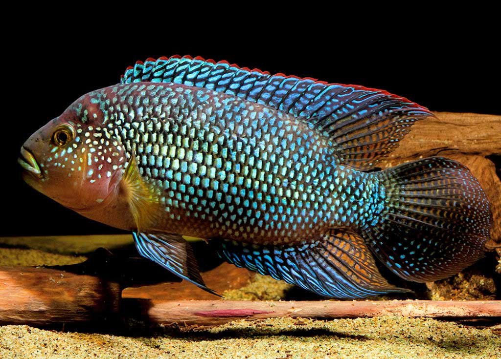 All About Jack Dempsey Fish: A Comprehensive Guide
