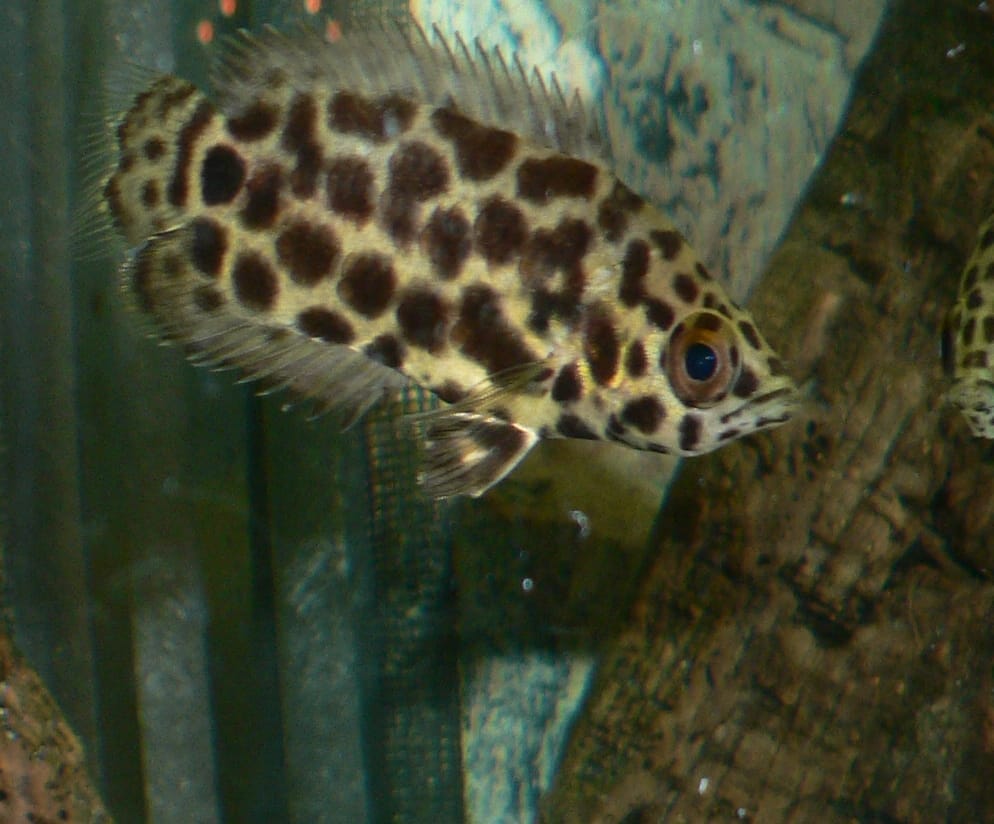 Leopard Bush Fish: A Complete Guide for Fish Enthusiasts