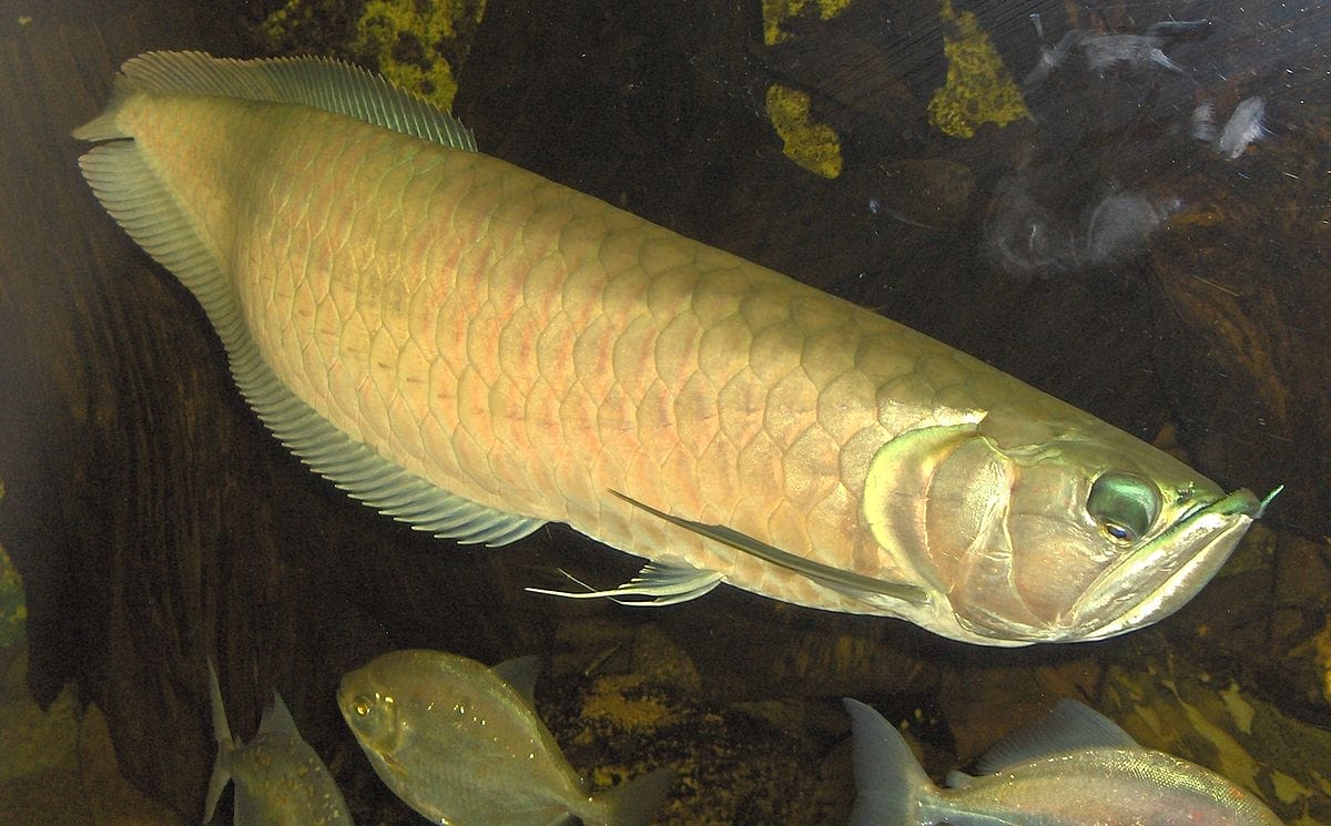 Asian Arowana Care Guide – Expert Tips and Advice
