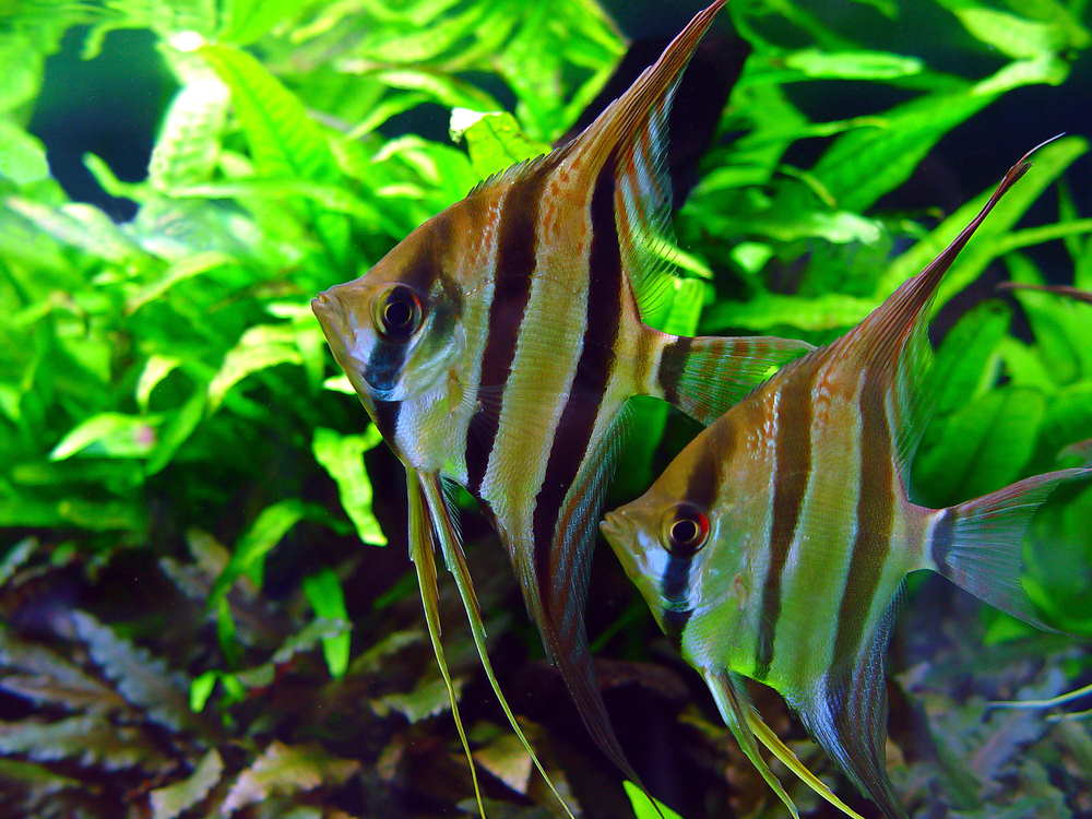 How to Choose and Care for Angelfish