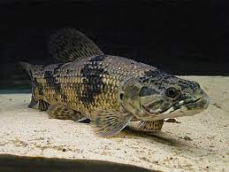 Hoplias Aimara: An Overview of this Fascinating Fish