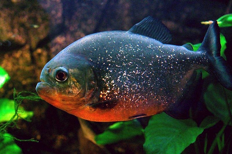 All About Piranha: Facts, Behavior, and Habitat