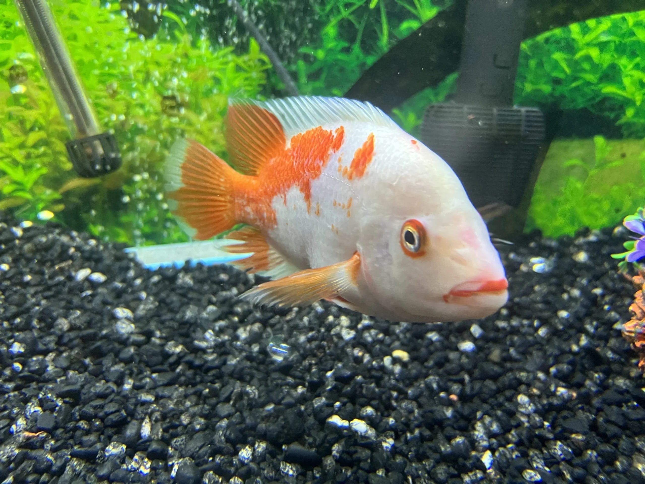 red devil fish behavior