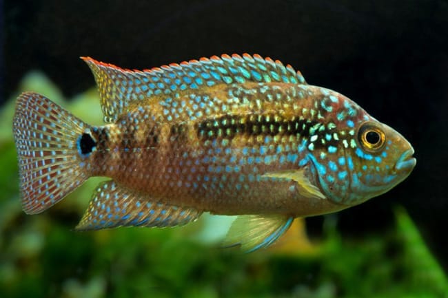 creating jack dempsey aquarium environment