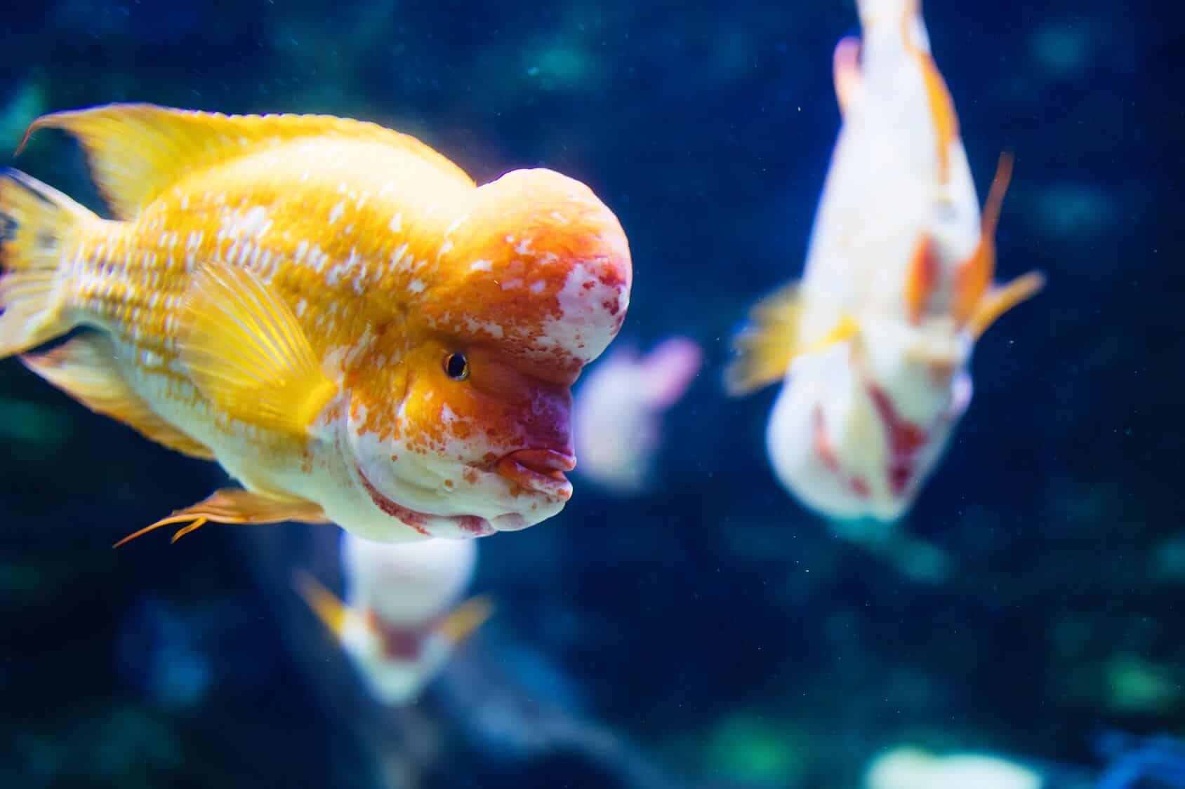 Breeding Flower Horn Fish
