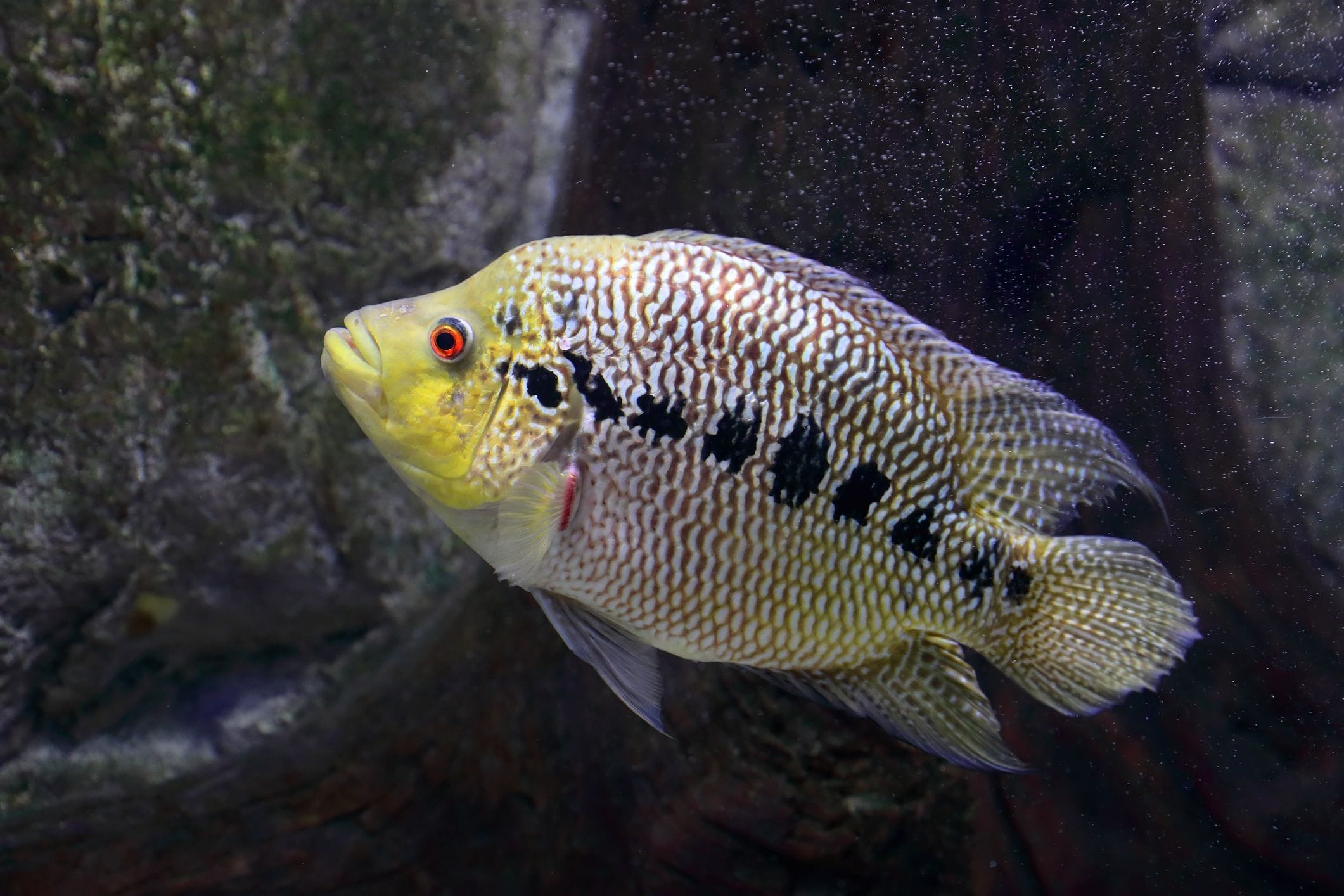 flower horn fish diet