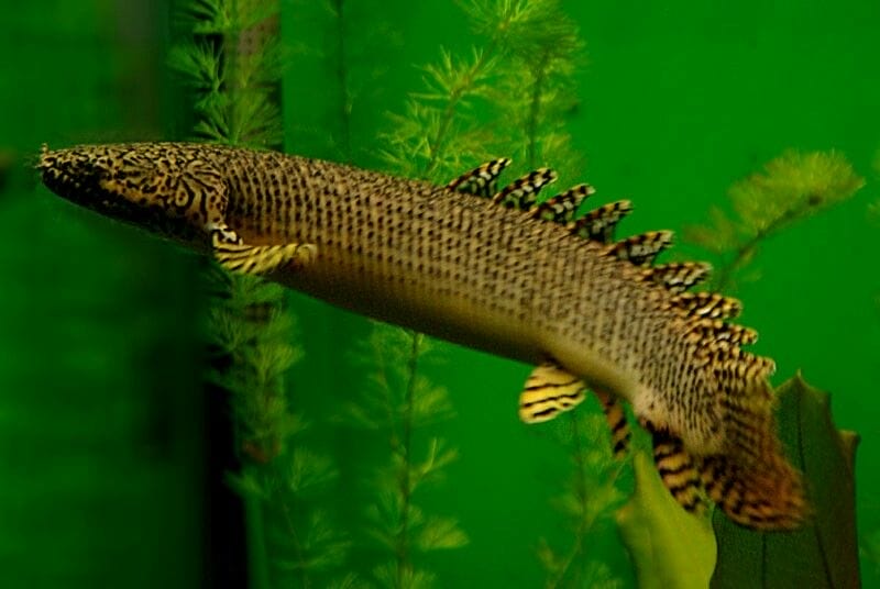 setting Polypterus Ornatipinnis aquarium