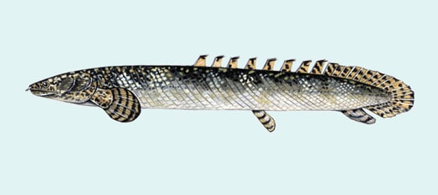 Polypterus Ornatipinnis health