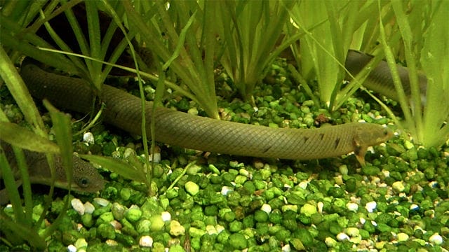 Breeding Polypterus Ornatipinnis