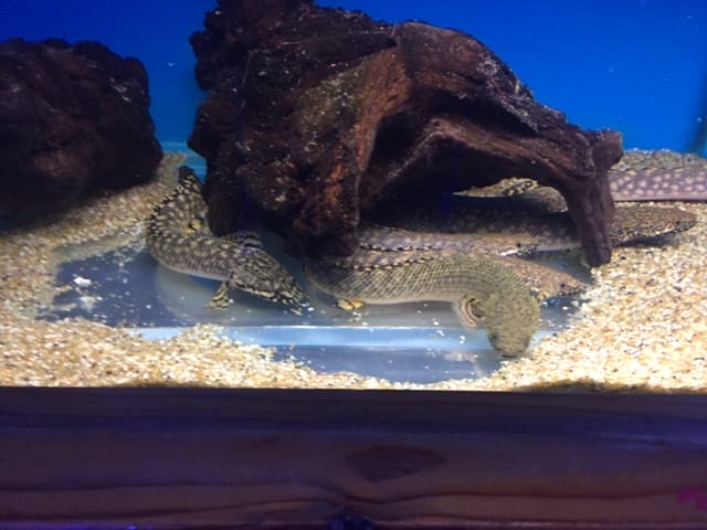 Polypterus Ornatipinnis compatibility and tank mates