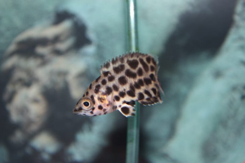 Leopard Bush Fish behavior