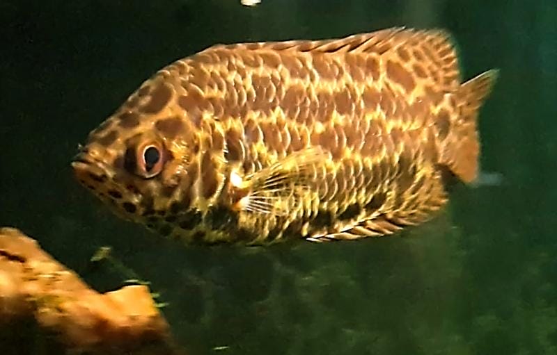Leopard Bush Fish health and wellness