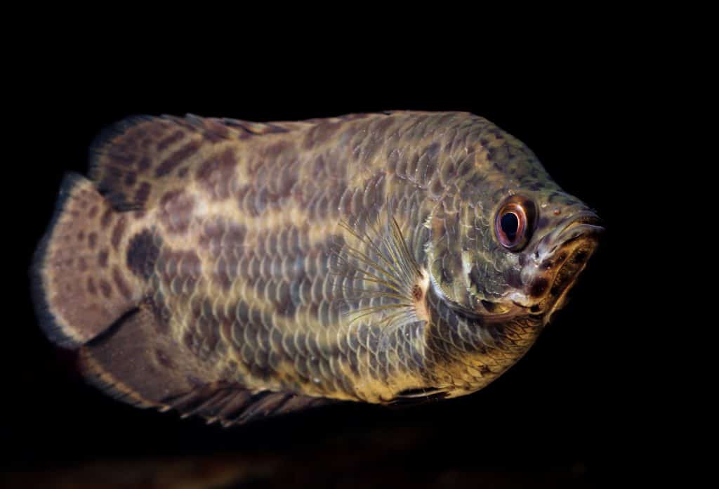setting leopard bush fish aquarium