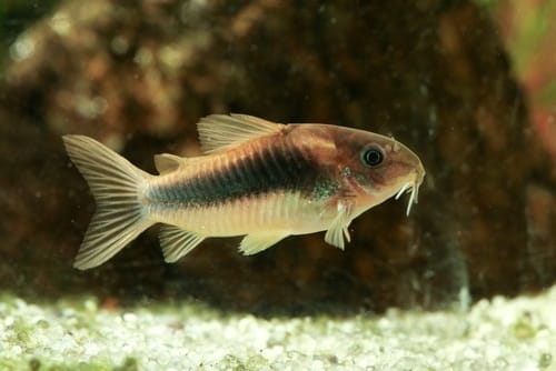 Breeding Leopard Bush Fish