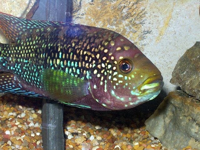 Understanding Jack Dempsey Fish