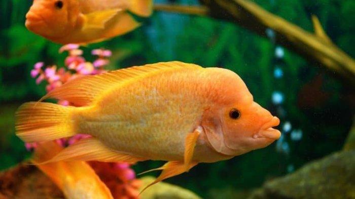 Diet and Nutrition for Red Devil Fish