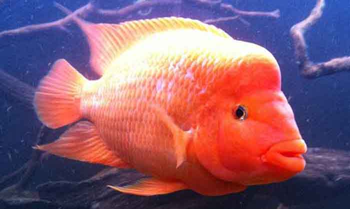 red devil fish health
