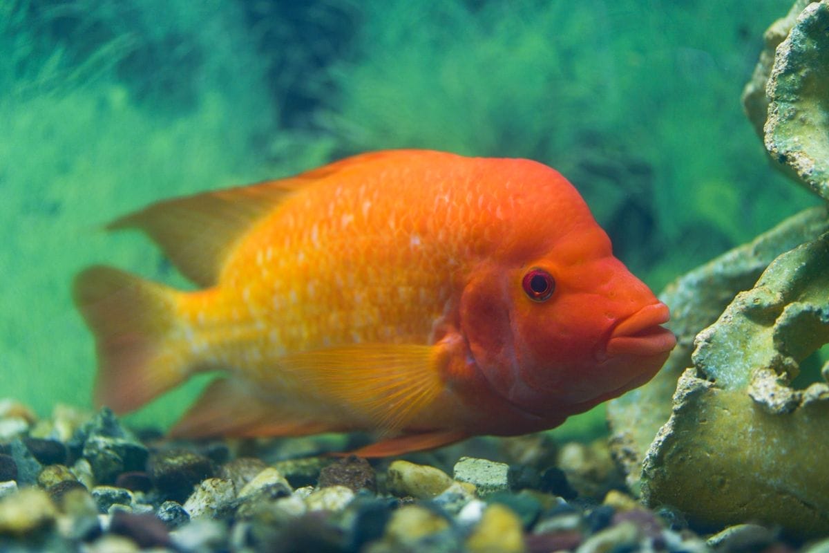 Understanding Red Devil Fish