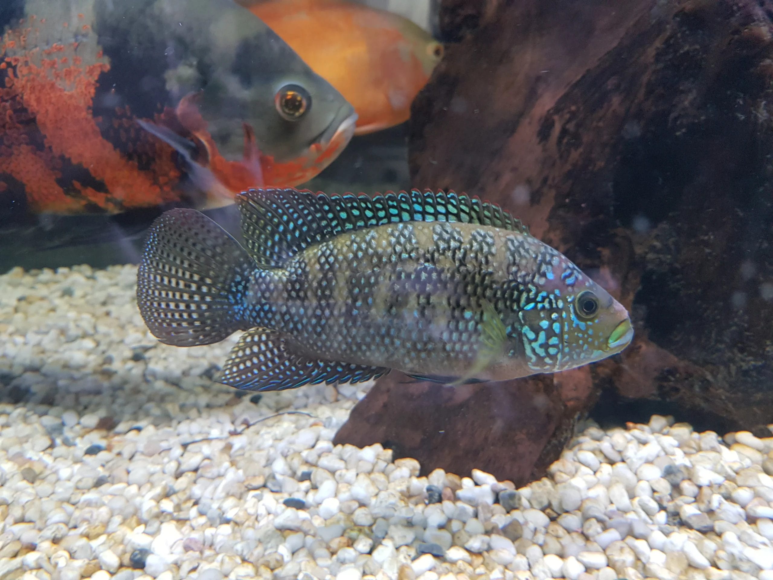 jack dempsey fish diet and nutrition