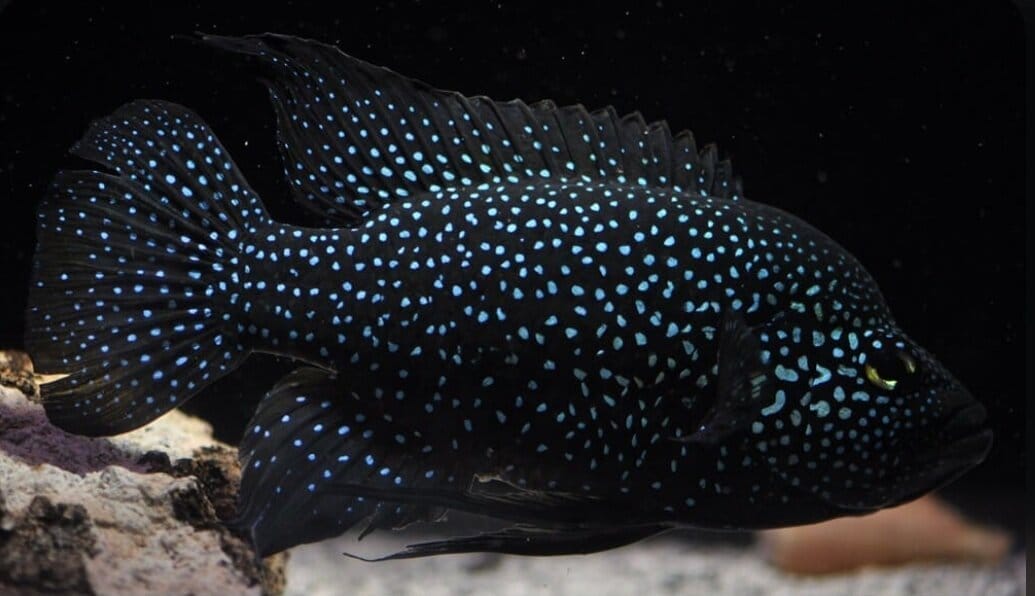 jack dempsey fish Health and Wellness