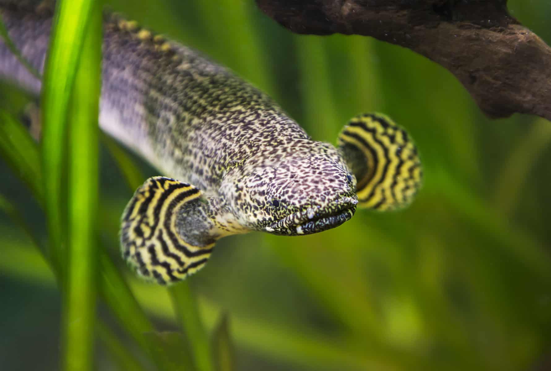 Ultimate Guide to Bichir Care Techniques