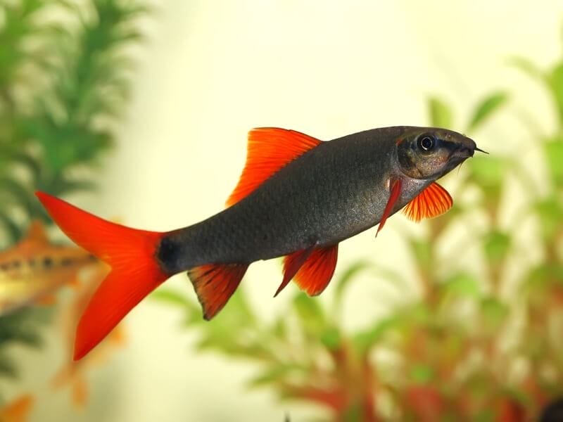 Everything You Need to Know About Rainbow Sharks