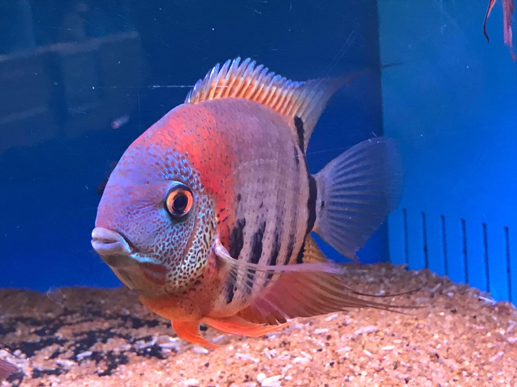 Discover the Beauty of Severum Cichlids