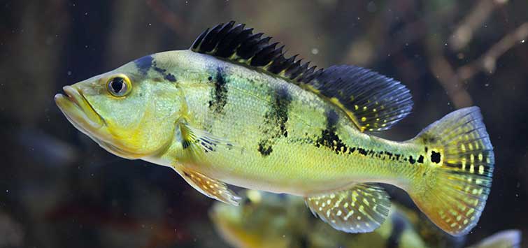 Peacock Bass Cichlid: A Stunning Freshwater Beauty