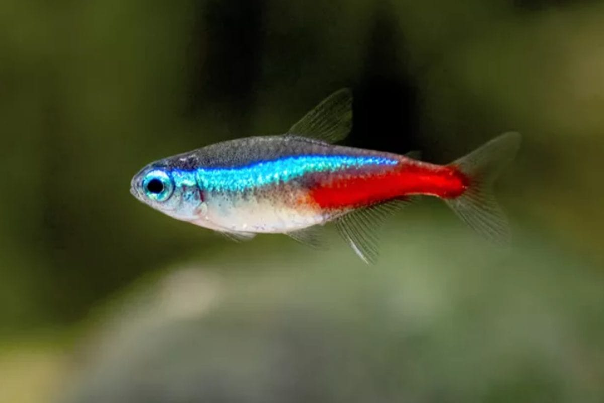 All About Neon Tetra: Species Overview & Care Tips