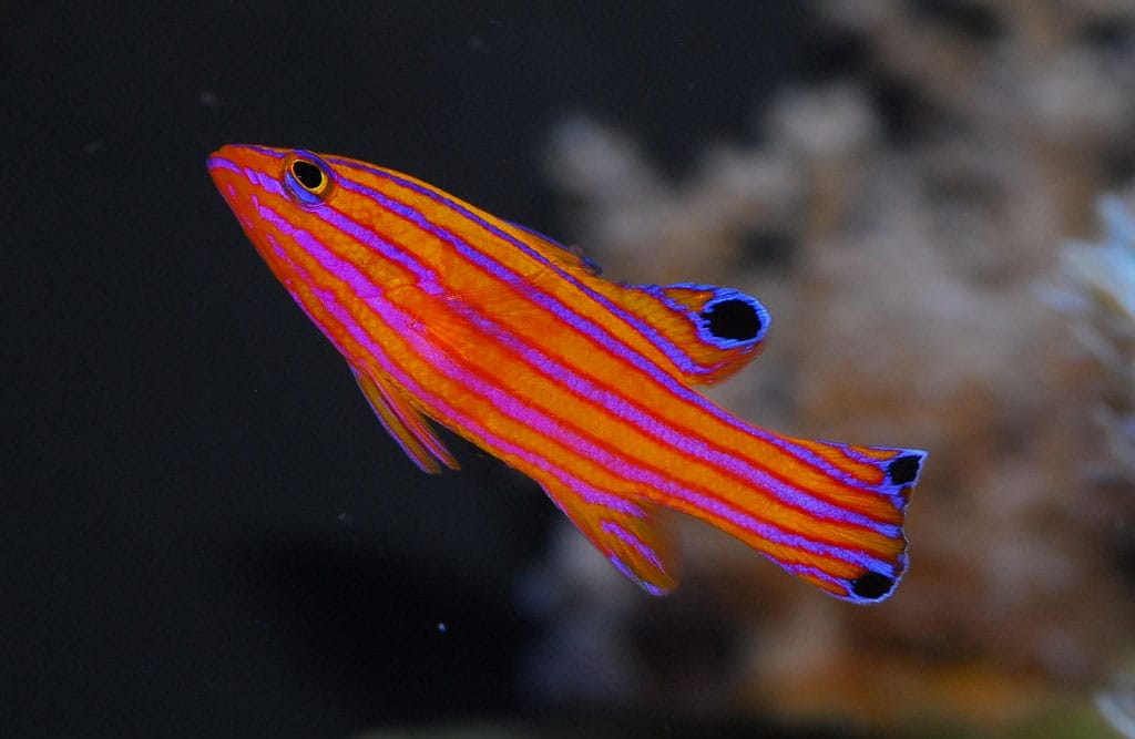 How to Care for Your New Basslet Fish