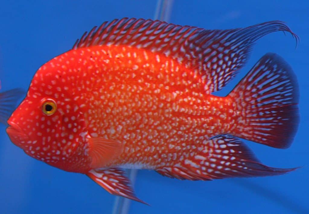 Ultimate Texas Cichlid Care Guide