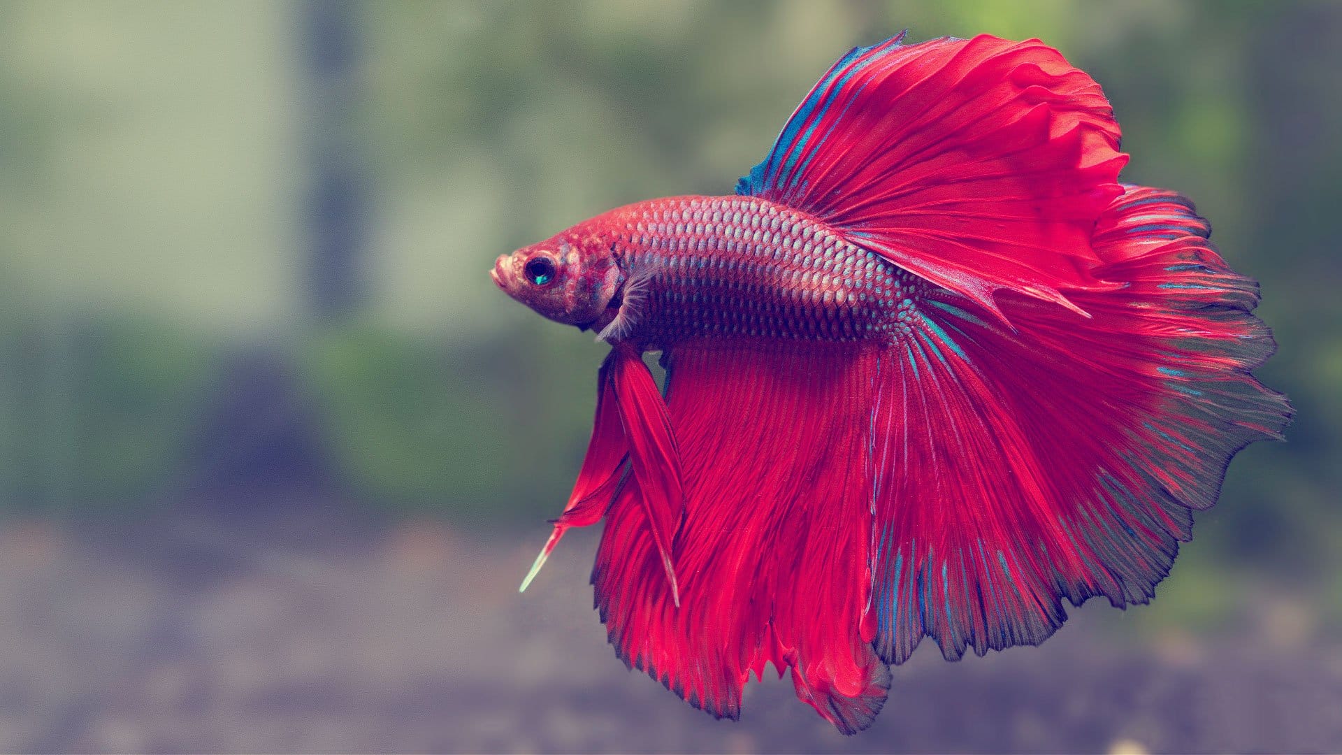 Beginner’s Guide: Caring for Betta Fish