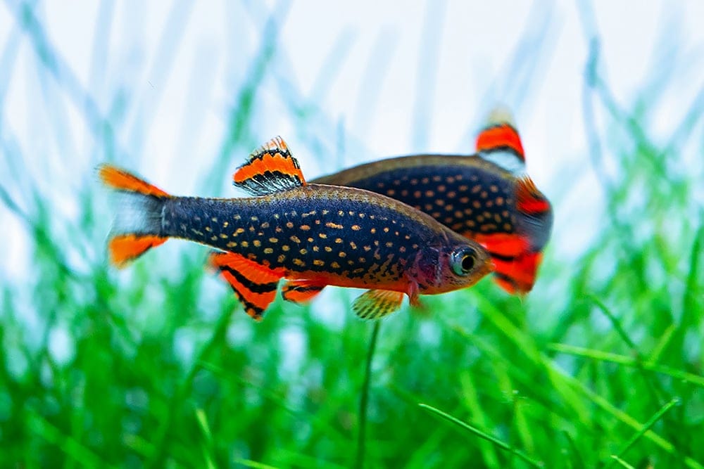 Top 24 Nano Fish Perfect for Your Small Tank 