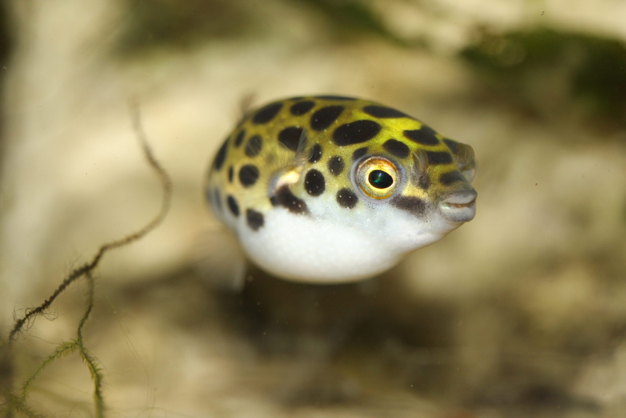Dwarf Pufferfish fish small tank