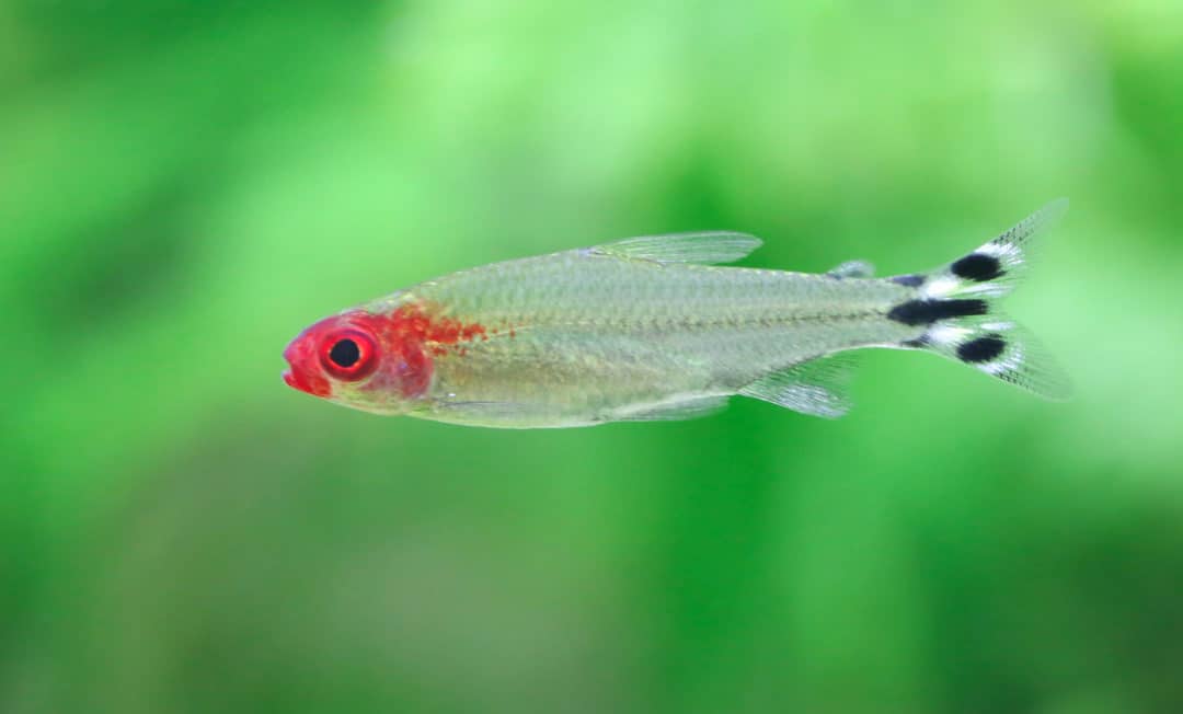 rummy nose tetra small tank