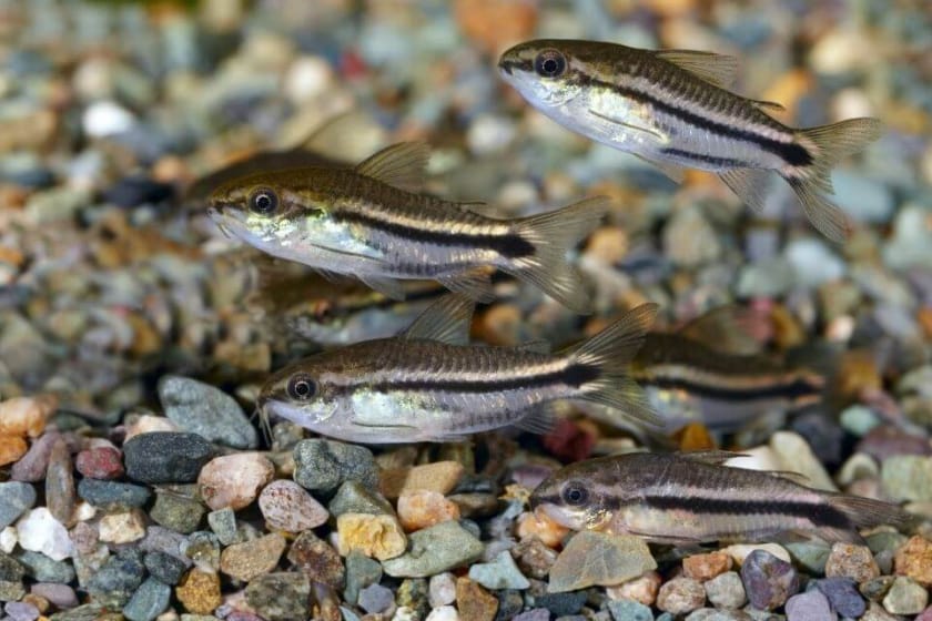 Pygmy Cydoras fish small tank