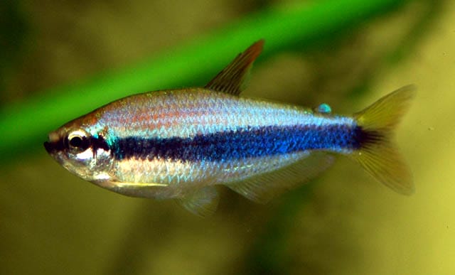 royal tetra fish small tank