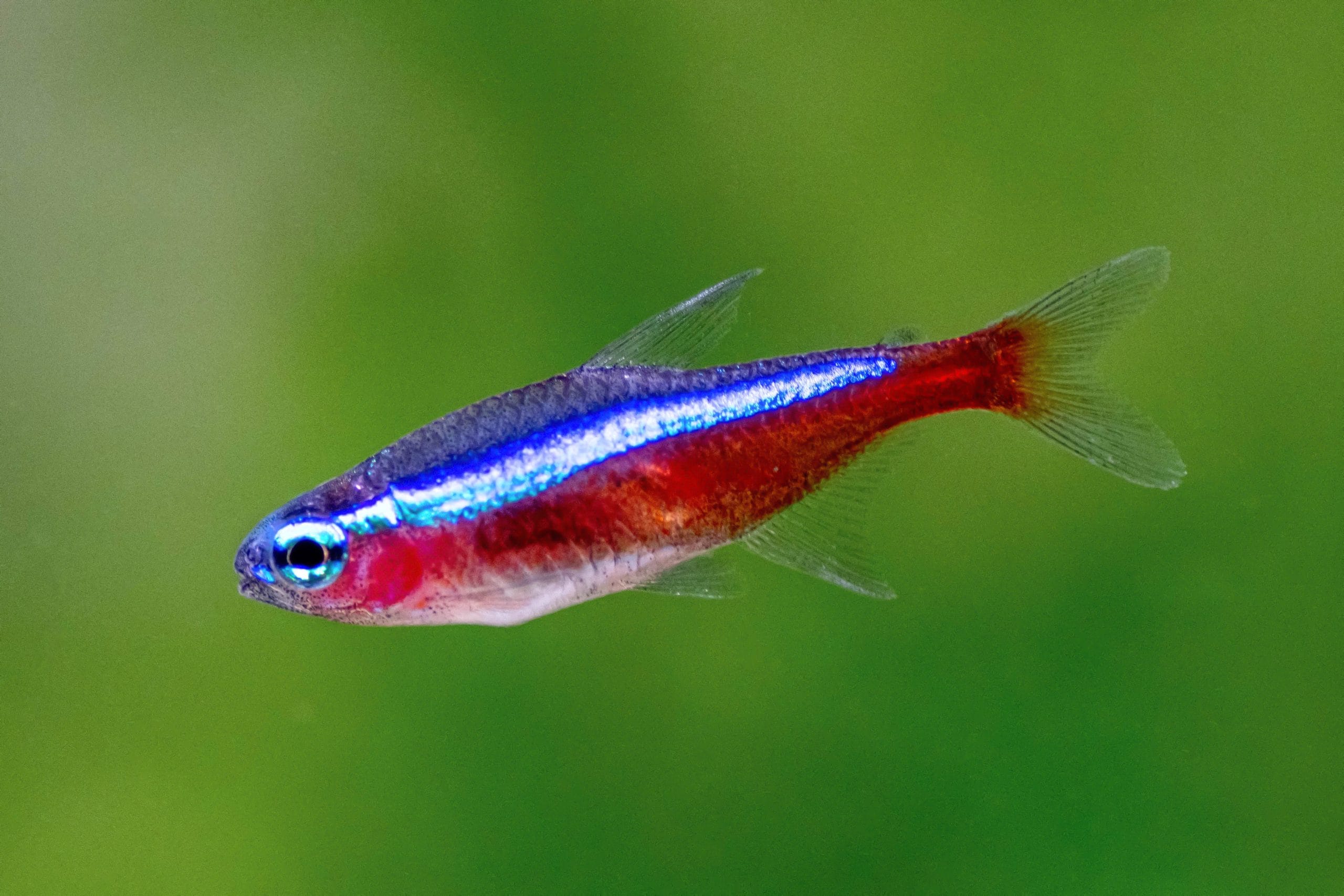 cardinal tetra small tank