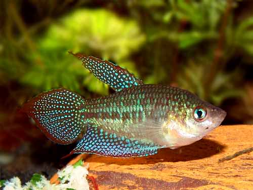 Sparkling Gourami small tank