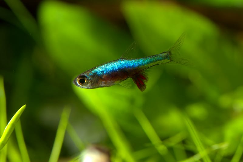 Blue Axelrodi Rasbora