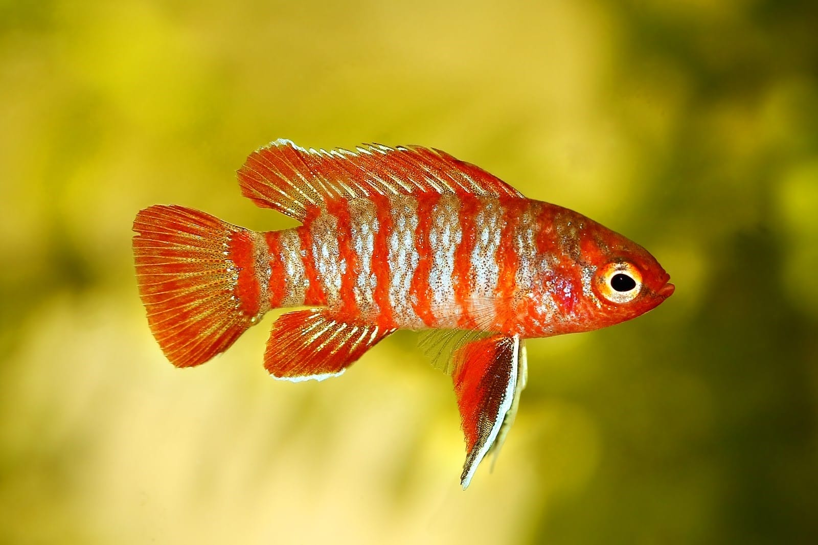 Beginner’s Guide to Keeping Dario Dario Fish Happy