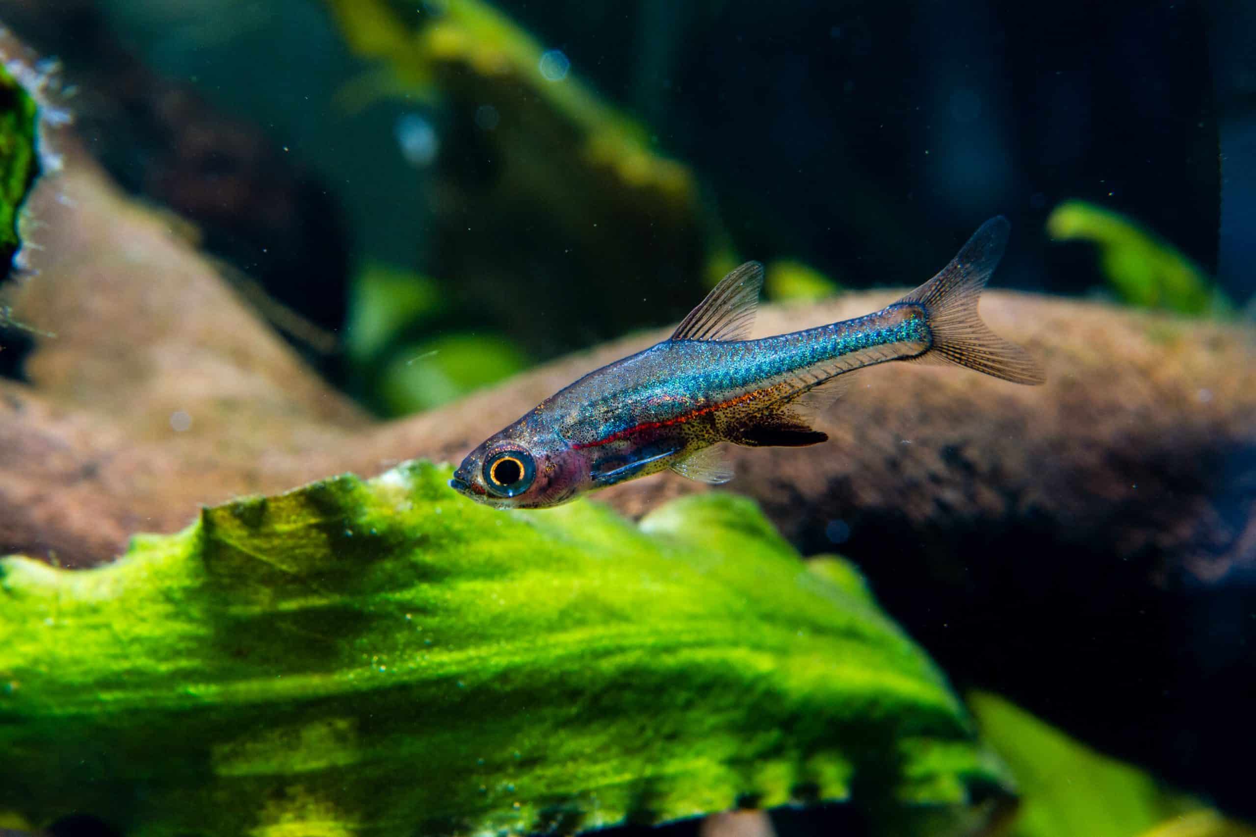The Ultimate Beginner’s Guide to Blue Axelrodi Rasbora